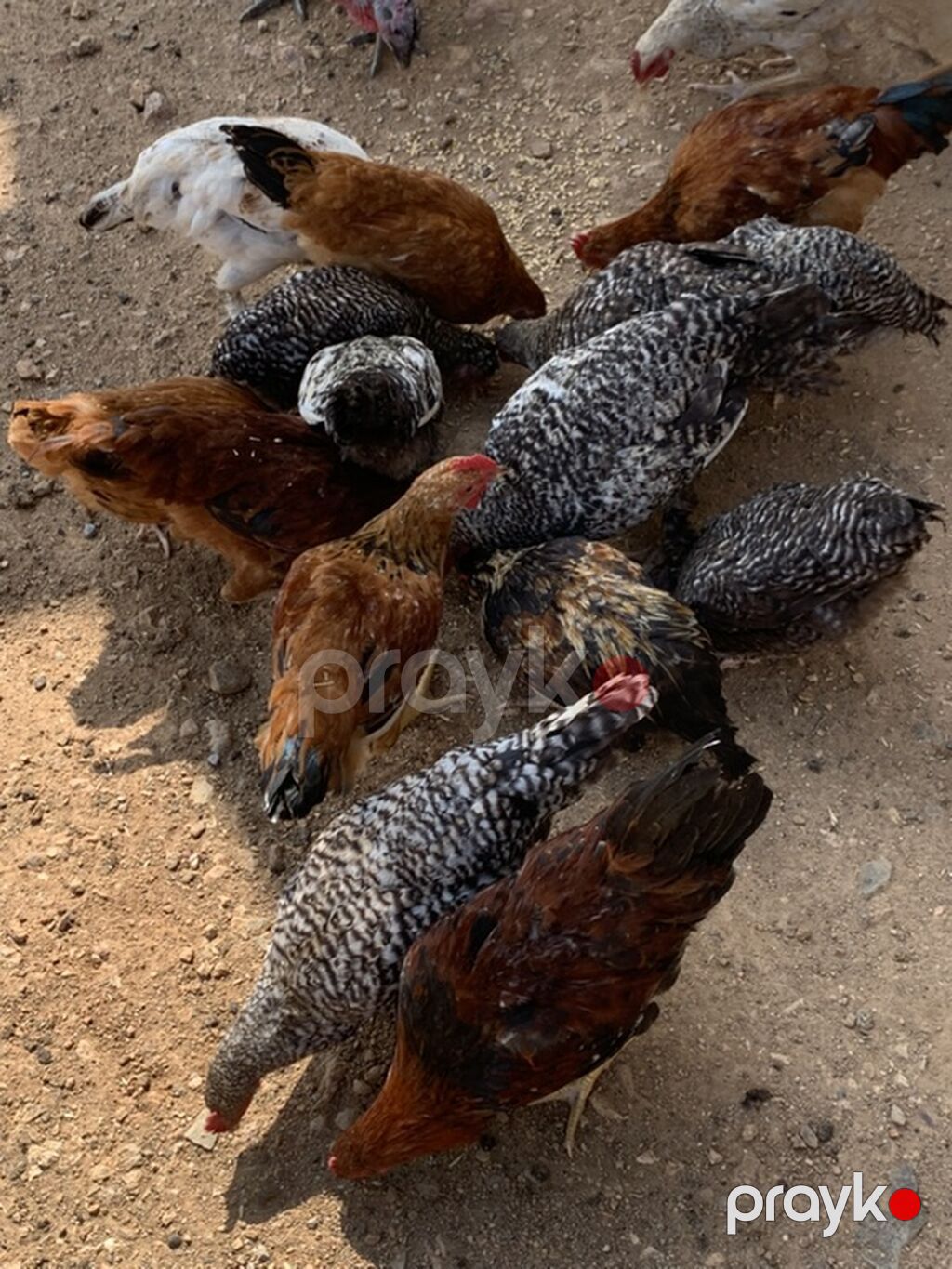 Qarışıq ev quşları satılır - Hind toyuqları (hinduşka və paltarlı — Digərləri, Gəncə (3)