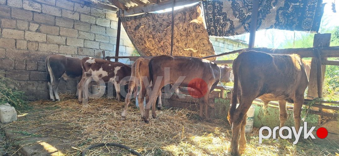 Danalar — Kənd təsərrüfatı heyvanları, Xudat (12)