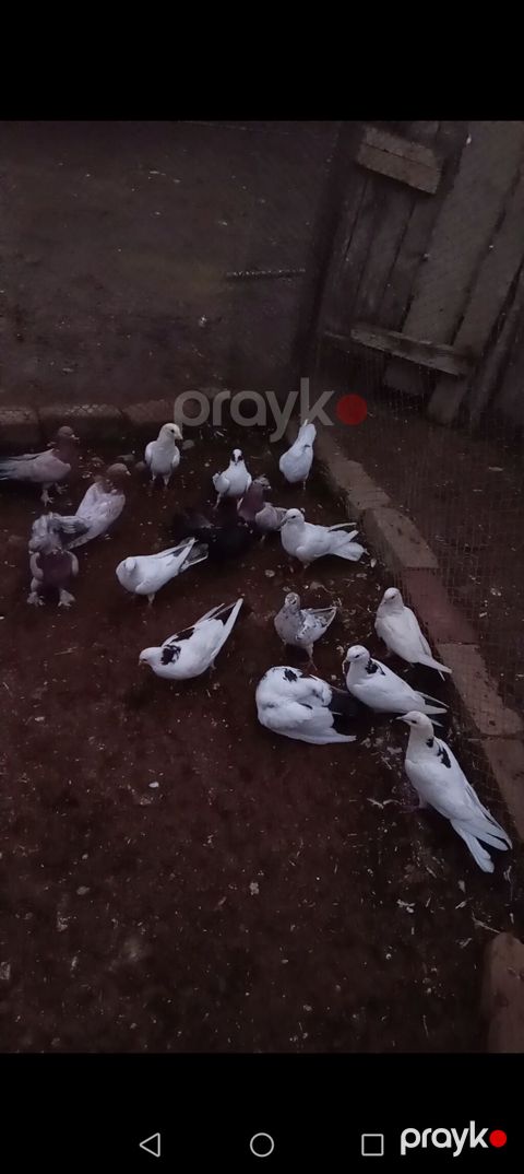 19 ededdı hamsı satılır rıyal alıcıyla razılawaram Ev — Sabirabad