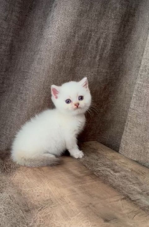 Şəkillərdəki balaca pişik balaları - Cins: Şəkillərə əsasən açıq — 100 ₼ · Masazır · Pişiklər Şəkillərdəki balaca pişik balaları - Cins: Şəkillərə əsasən açıq — Masazır