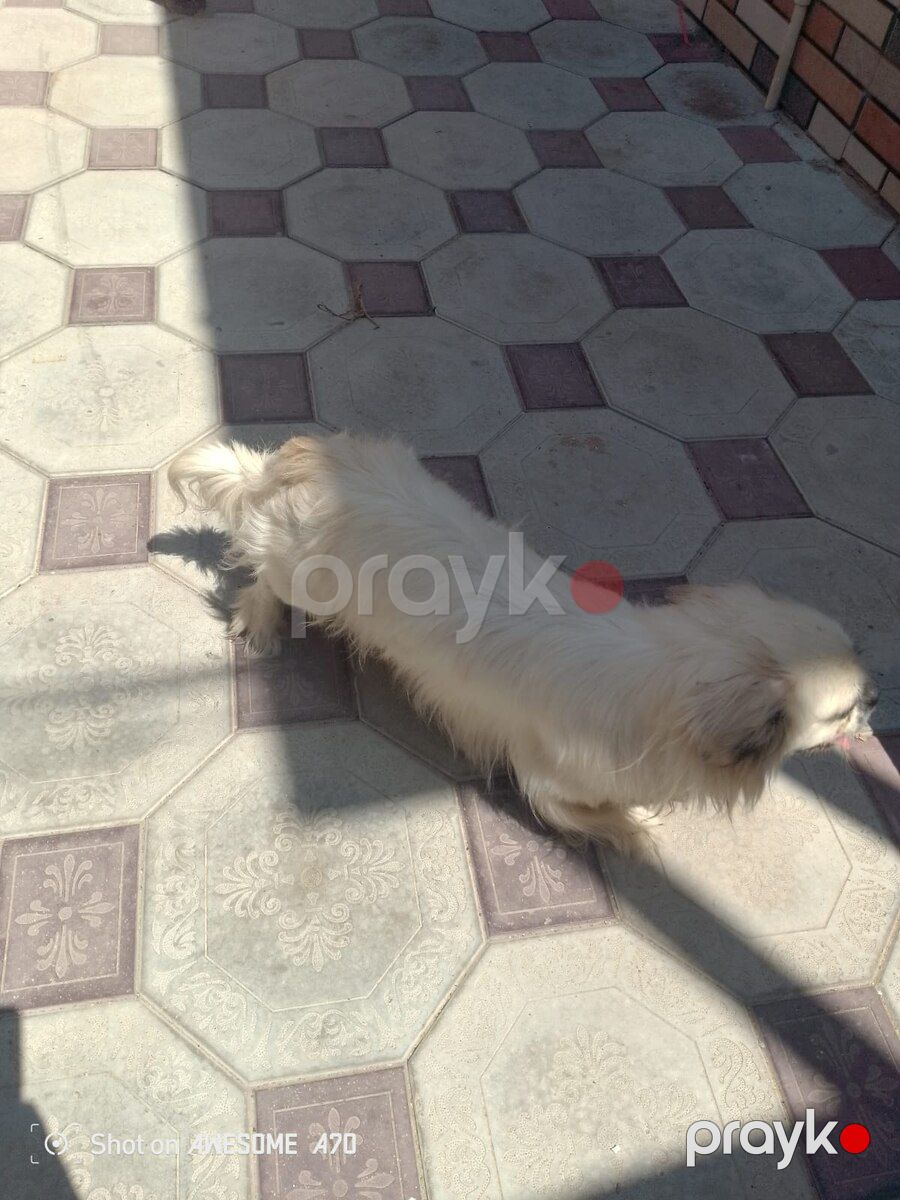 Pekines — Köpəklər, Sumqayıt (4)