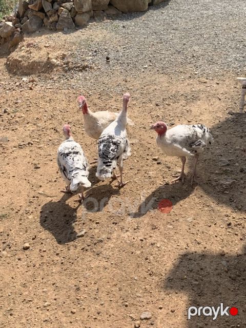Qarışıq ev quşları satılır - Hind toyuqları (hinduşka və paltarlı — Gəncə