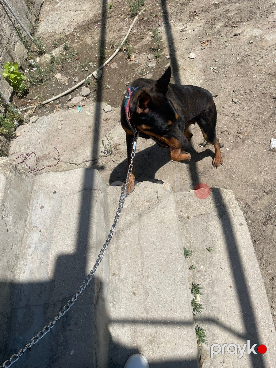 Doberman — Köpəklər, Bakı (2)