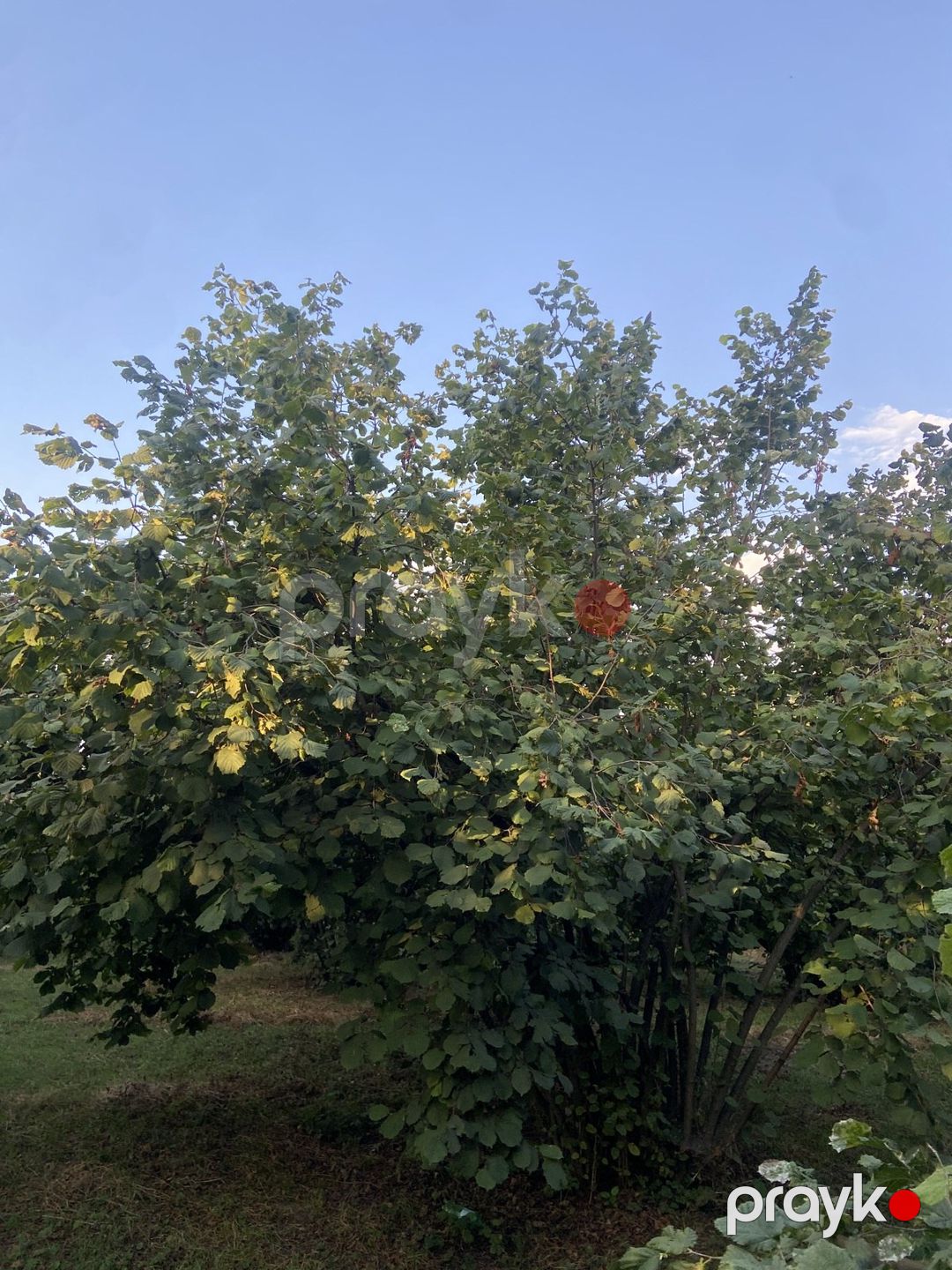 Satılır torpaq 48 sot — Torpaq, Qəbələ (2)