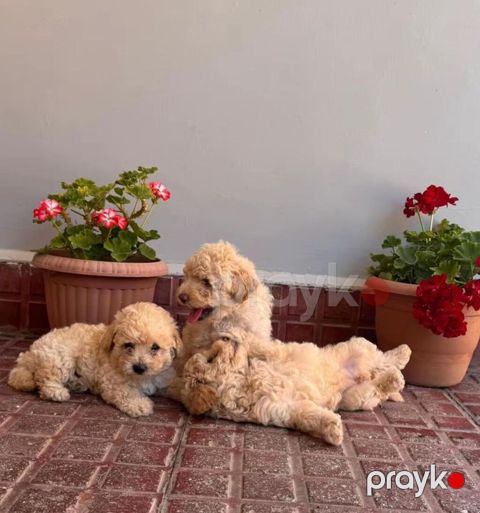 Pudel, Pulsuz çatdırılma — Saray