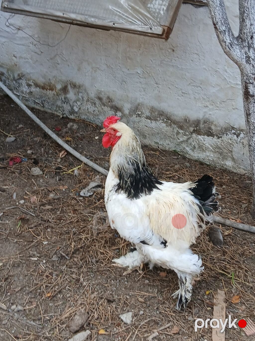 Məhsul: Ev quşu – xoruz leyt brahman 1 yaş yarımlıq saf qan sağlam — Toyuq və xoruz, Digah (2)