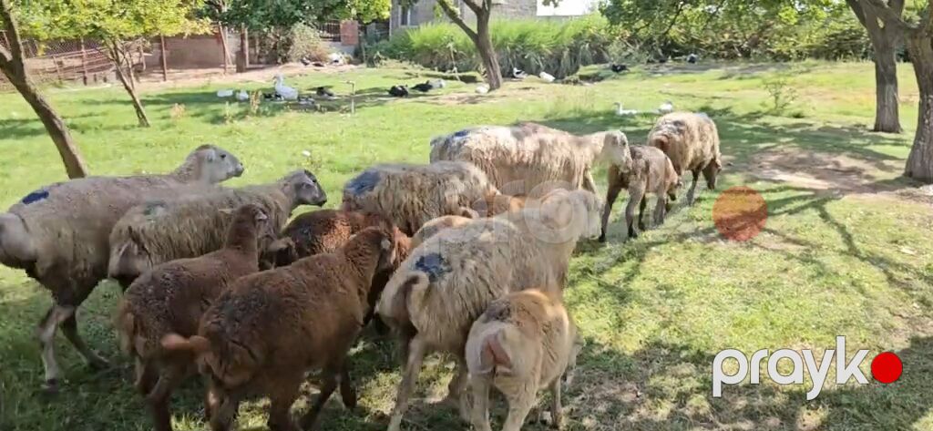 Dişi, il: 1, Damazlıq, Pulsuz çatdırılma — Kənd təsərrüfatı heyvanları, Yevlax (2)