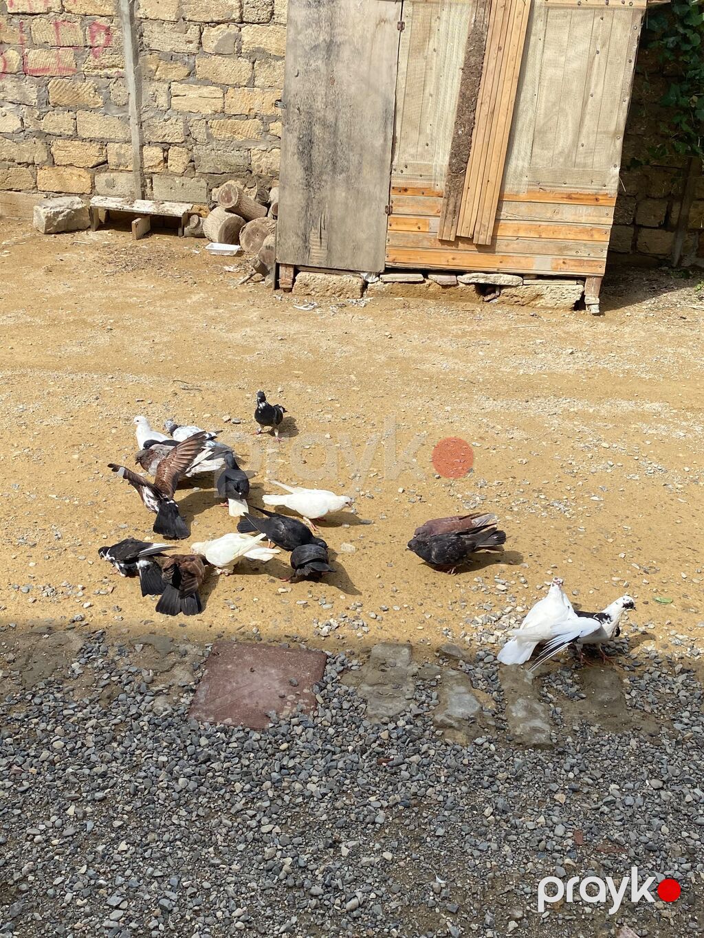 Tergime heyvablardır saglamdılar 4 baldan elaqe ucun buna yazn — Digərləri, Bakı (2)