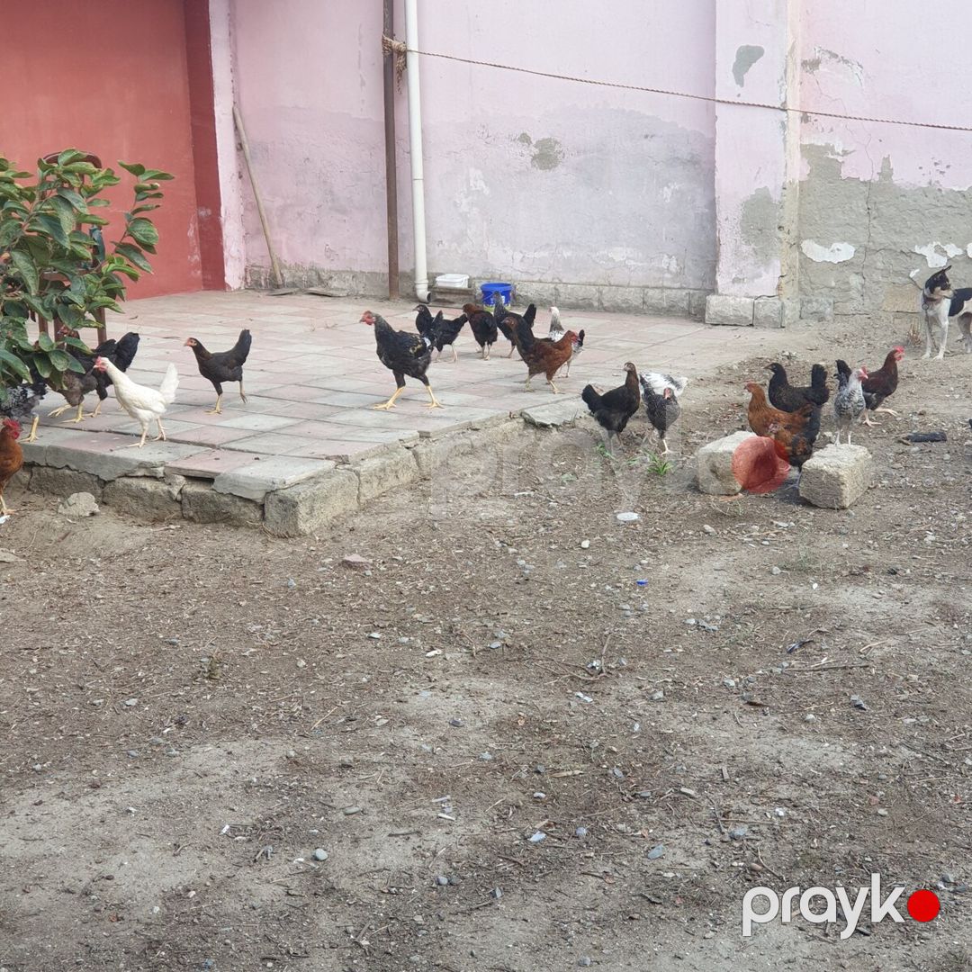 Kənd çolpaları — Quşlar, Sumqayıt (3)