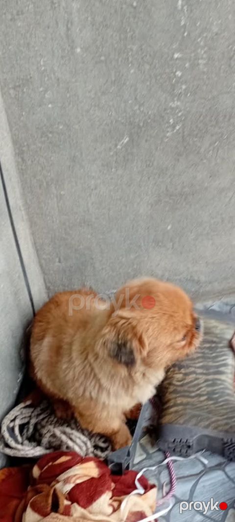 Çixuahua — Bakı