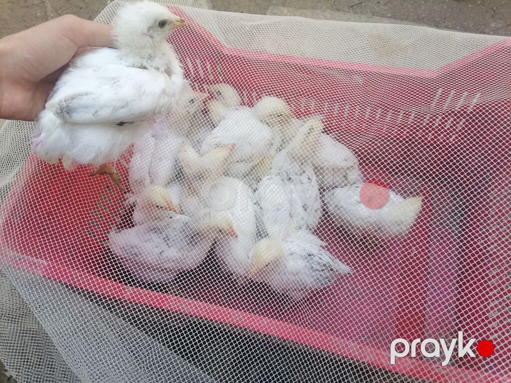Toyuq cücələri, Ətlik — Toyuq və xoruz, Novxanı (2)