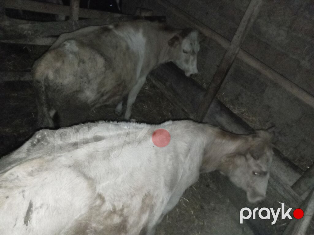 Satışda – inək və dana - Növ: Yerli südlük tipli inək və həmcins dana — Kənd təsərrüfatı heyvanları, Qusar (8)