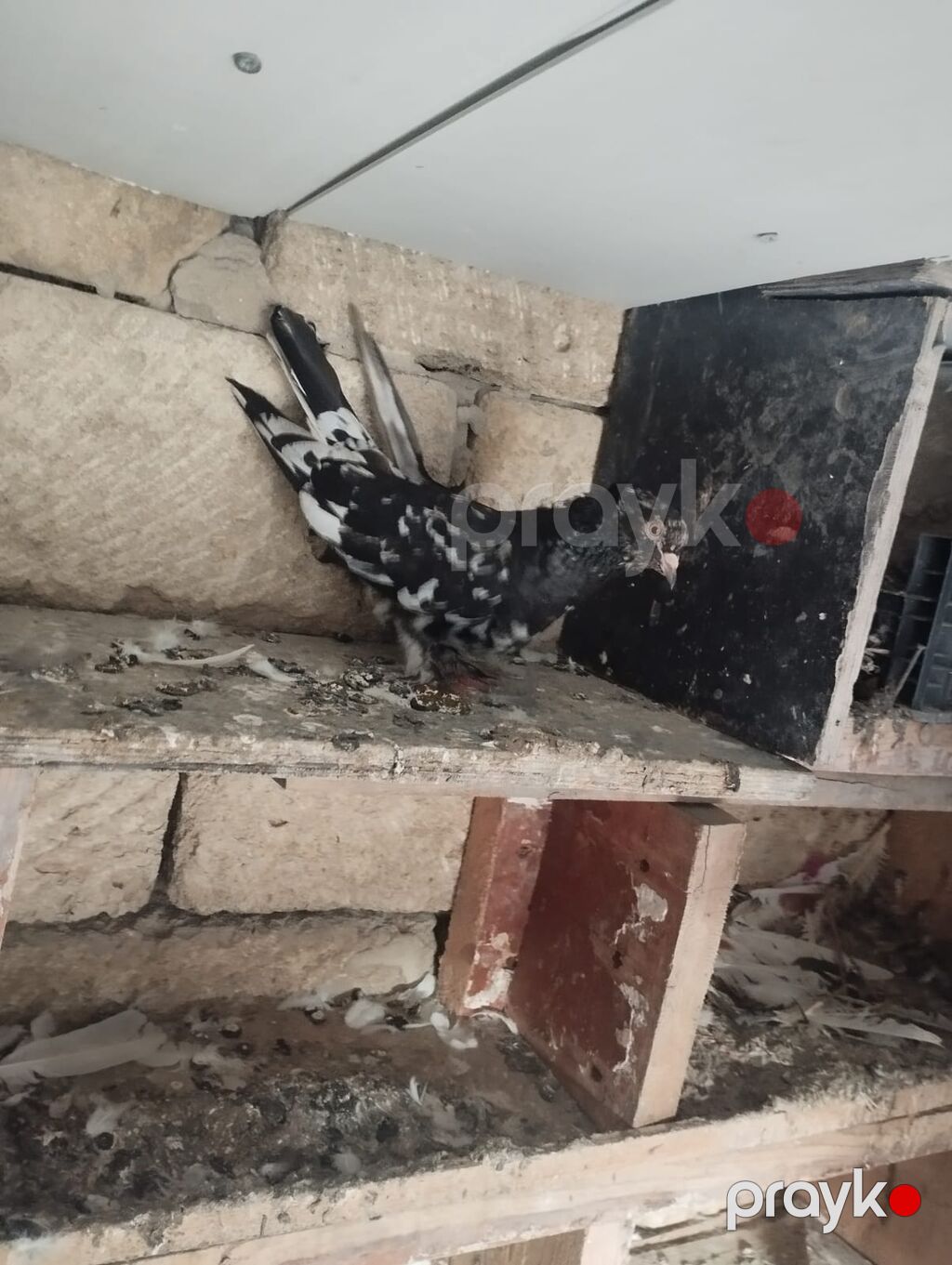 Ayaqı dolaq erkey əbrəş super heyvandir — Göyərçin, Bakı (2)