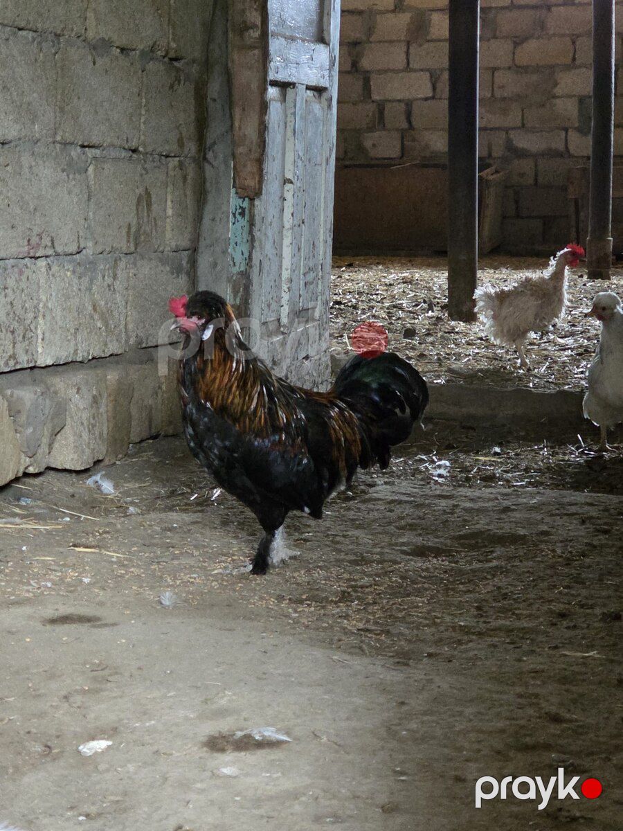 Sultan xoruzu — Quşlar, Bakı (4)