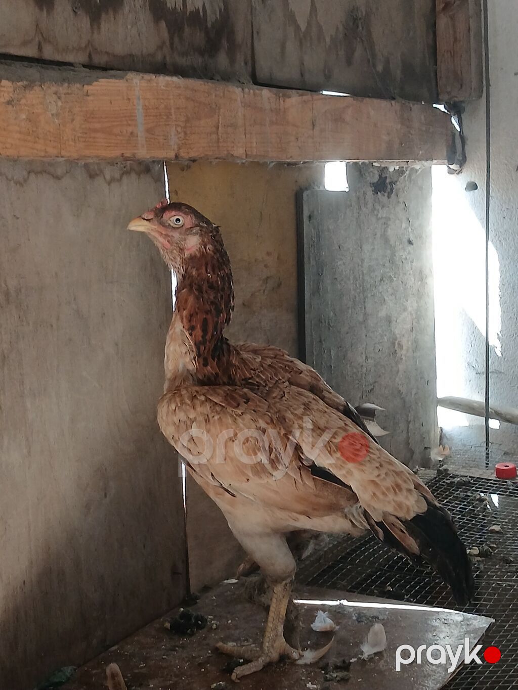 Heyrati xoruz ve feresi ikisi bir yerde satlir Xüsusiyyətlər — Toyuq və xoruz, Mehdiabad (10)