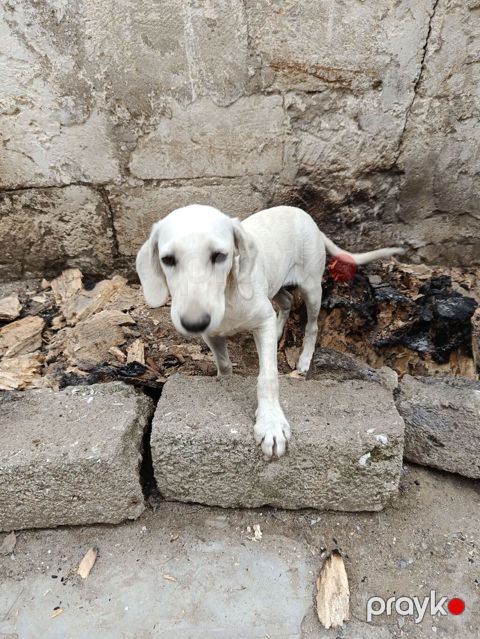 3 ay, Dişi, Ünvandan götürmə — Bakı