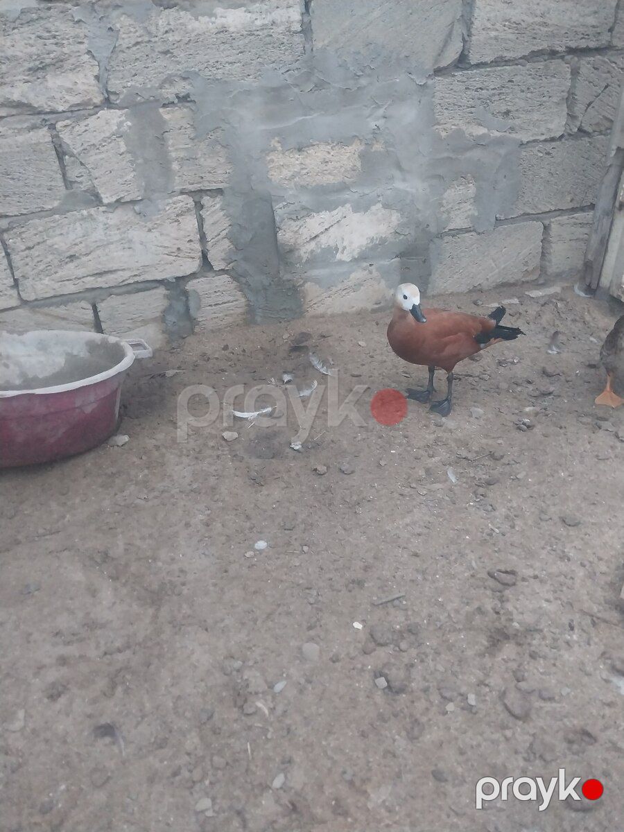 Anqut ördəyi — Quşlar, Bakı (2)