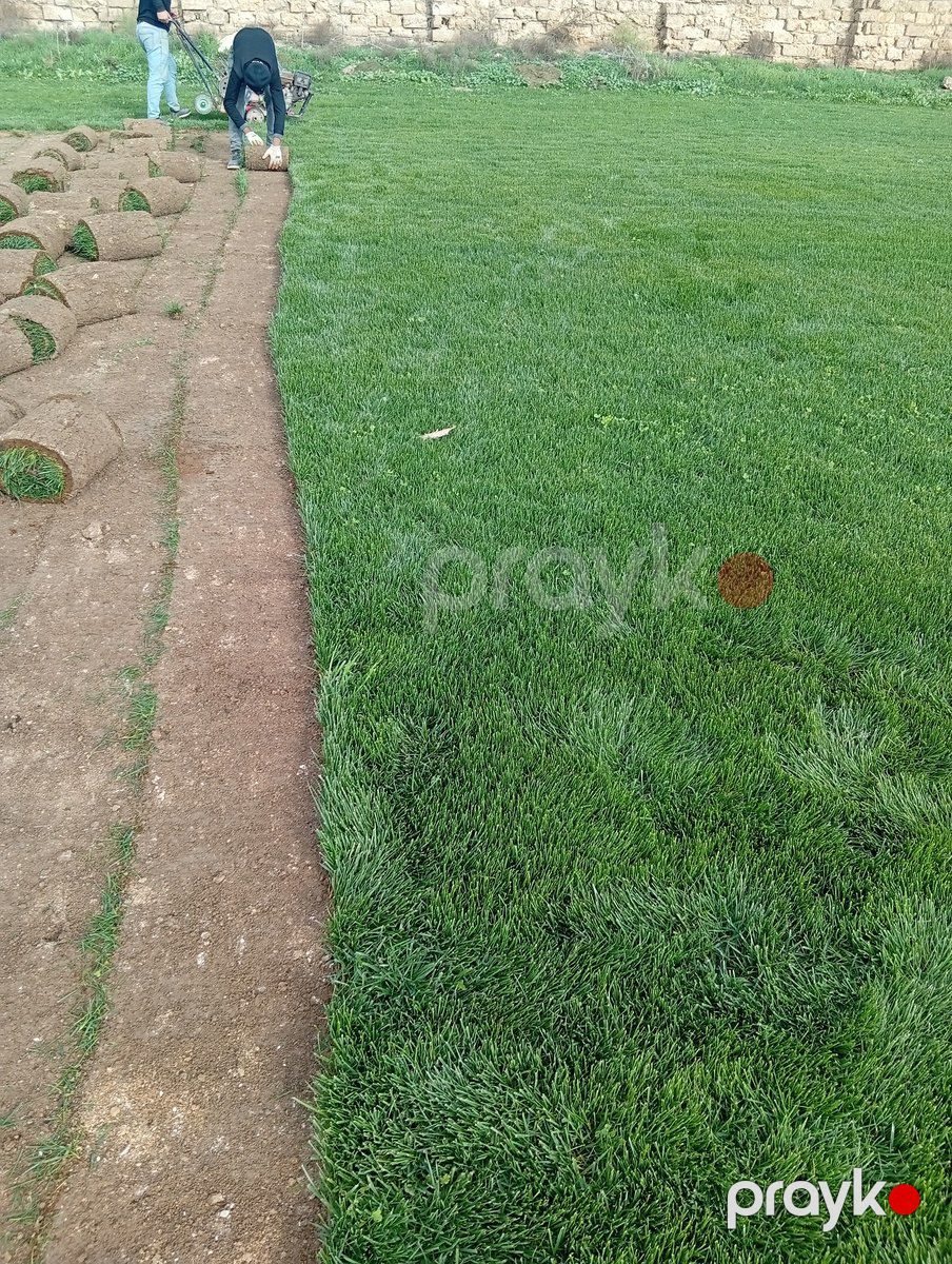 Qazon — Bitkilər, Bakı (10)