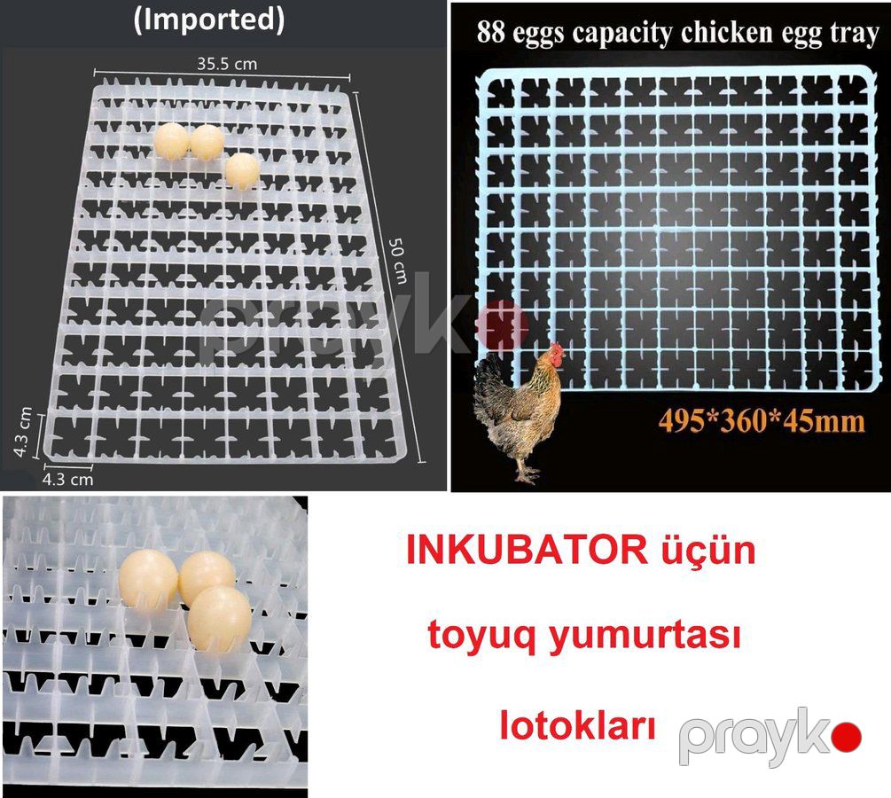 Yumurta latoku — Biznes və avadanlıq (2)