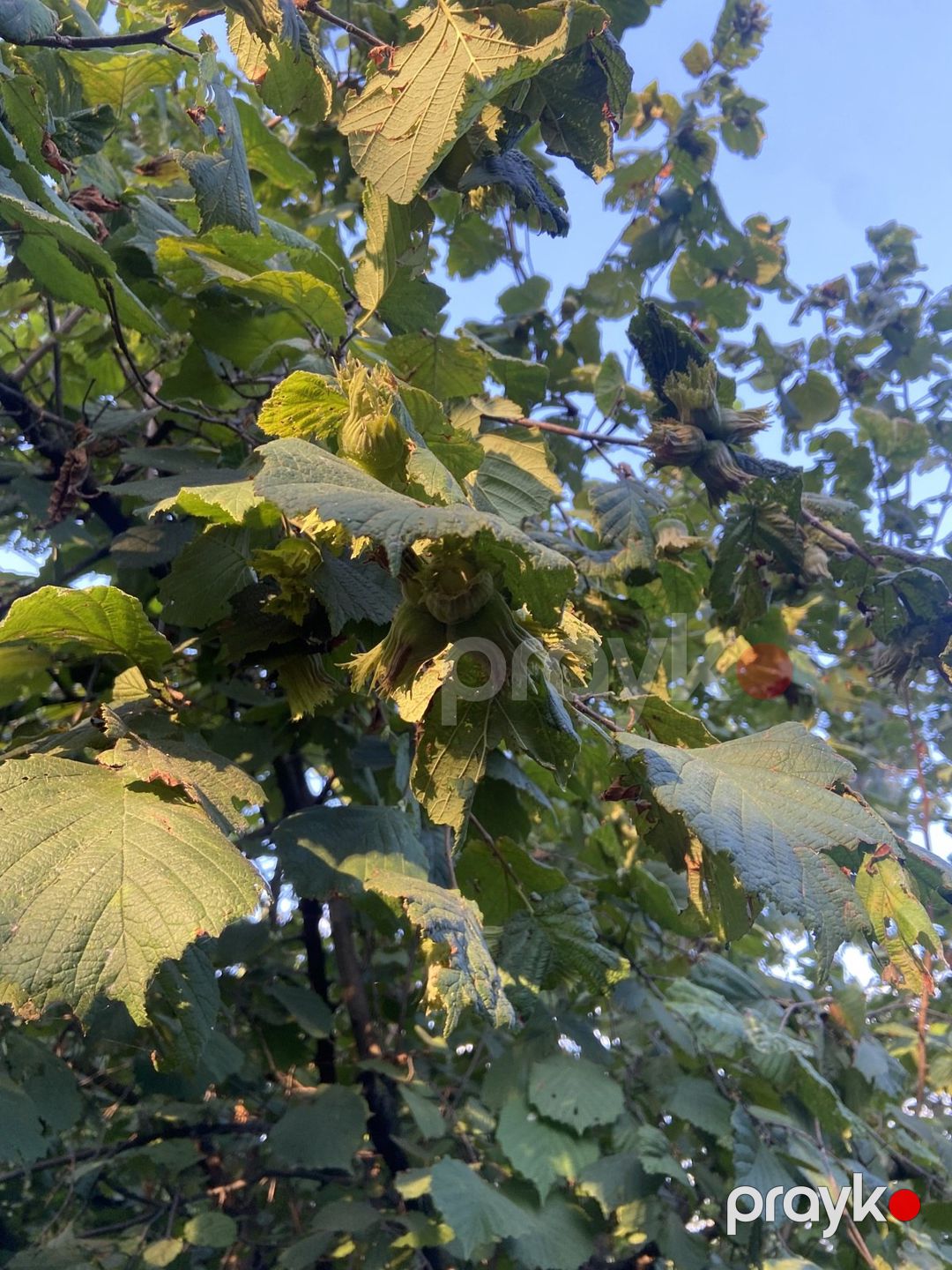 Satılır torpaq 48 sot — Torpaq, Qəbələ (4)