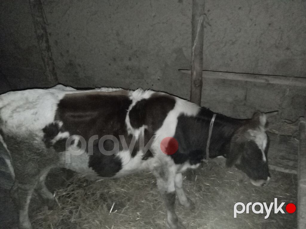 Satışda – inək və dana - Növ: Yerli südlük tipli inək və həmcins dana — Kənd təsərrüfatı heyvanları, Qusar (7)