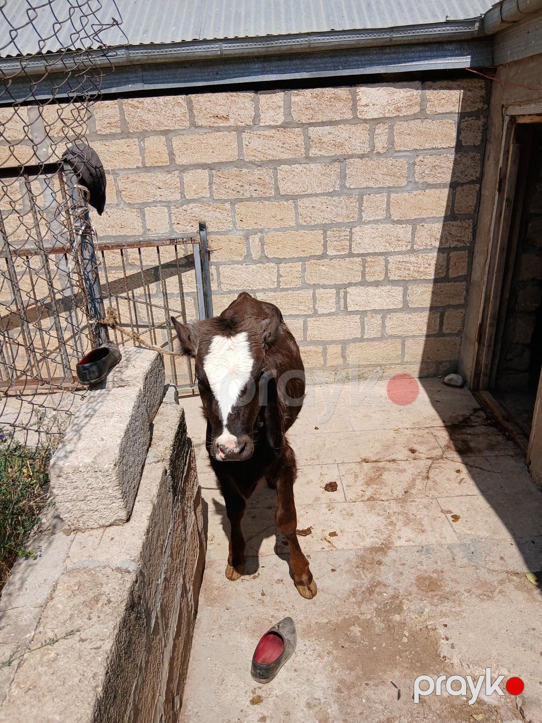 Dana — Kənd təsərrüfatı heyvanları, Şamaxı (2)