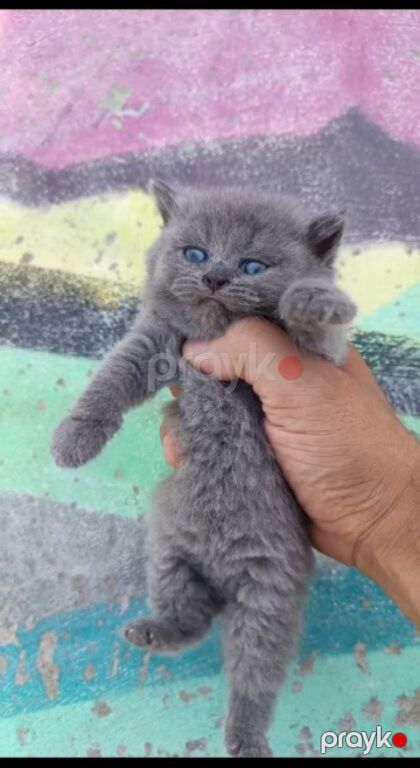 Британские котята — Pişiklər, Bakı (5)