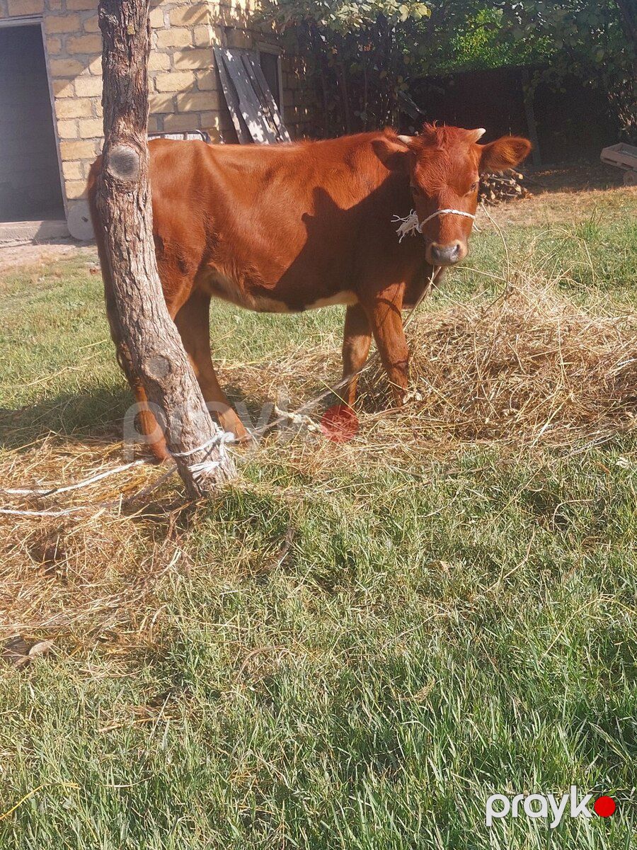 Dana — Kənd təsərrüfatı heyvanları, Quba (5)
