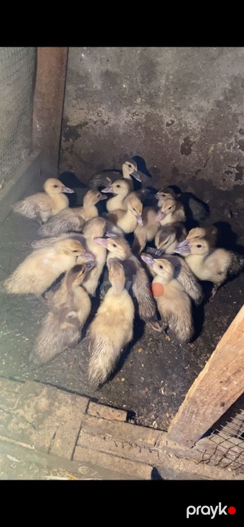 Salam her vaxdiniz xeyr olsun Allah herkesin malina bereket versin — Fatmayı