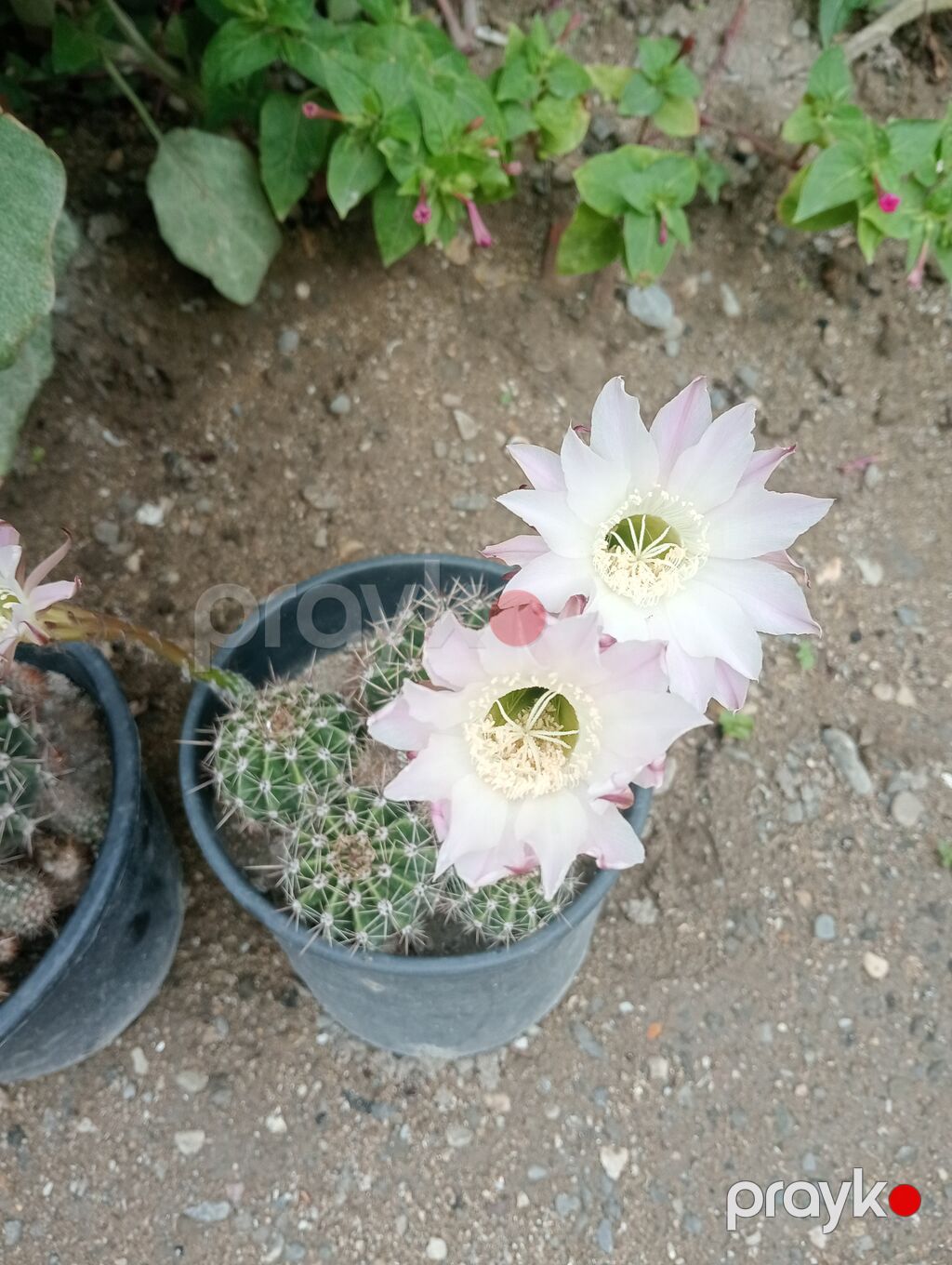 Çiçəkli kaktus – Echinopsis (saksıda) - Növ: Echinopsis (lobivioid — Qapı bitkələri, Digah (4)