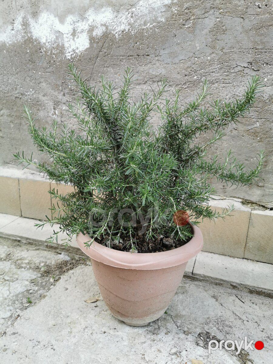 Rozmarin — Bitkilər, Bakı (3)