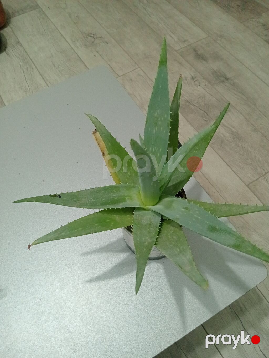 Aloe vera (sukkulent bitki) – dekorativ və faydalı ev bitkisi - Növ — Qapı bitkələri, Bakı (2)