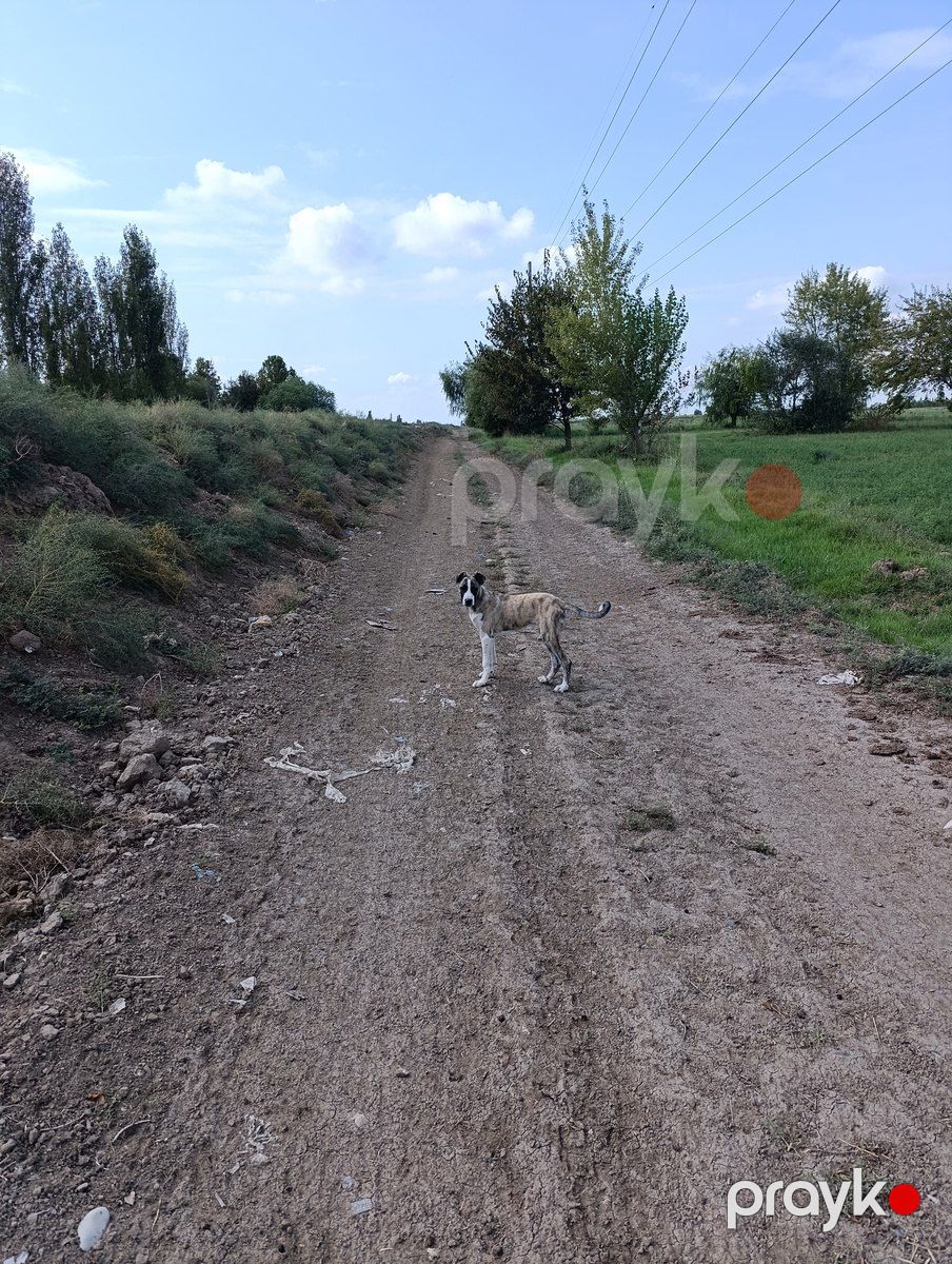Qurdbasar — Köpəklər, Biləsuvar (2)
