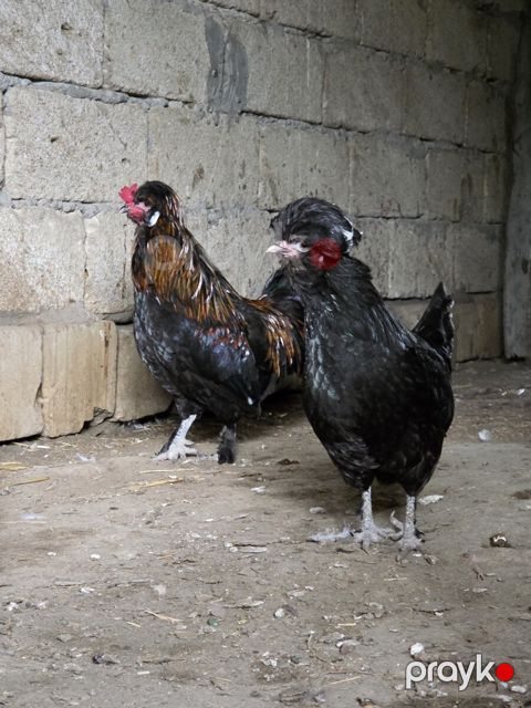 Sultan xoruzu — Bakı