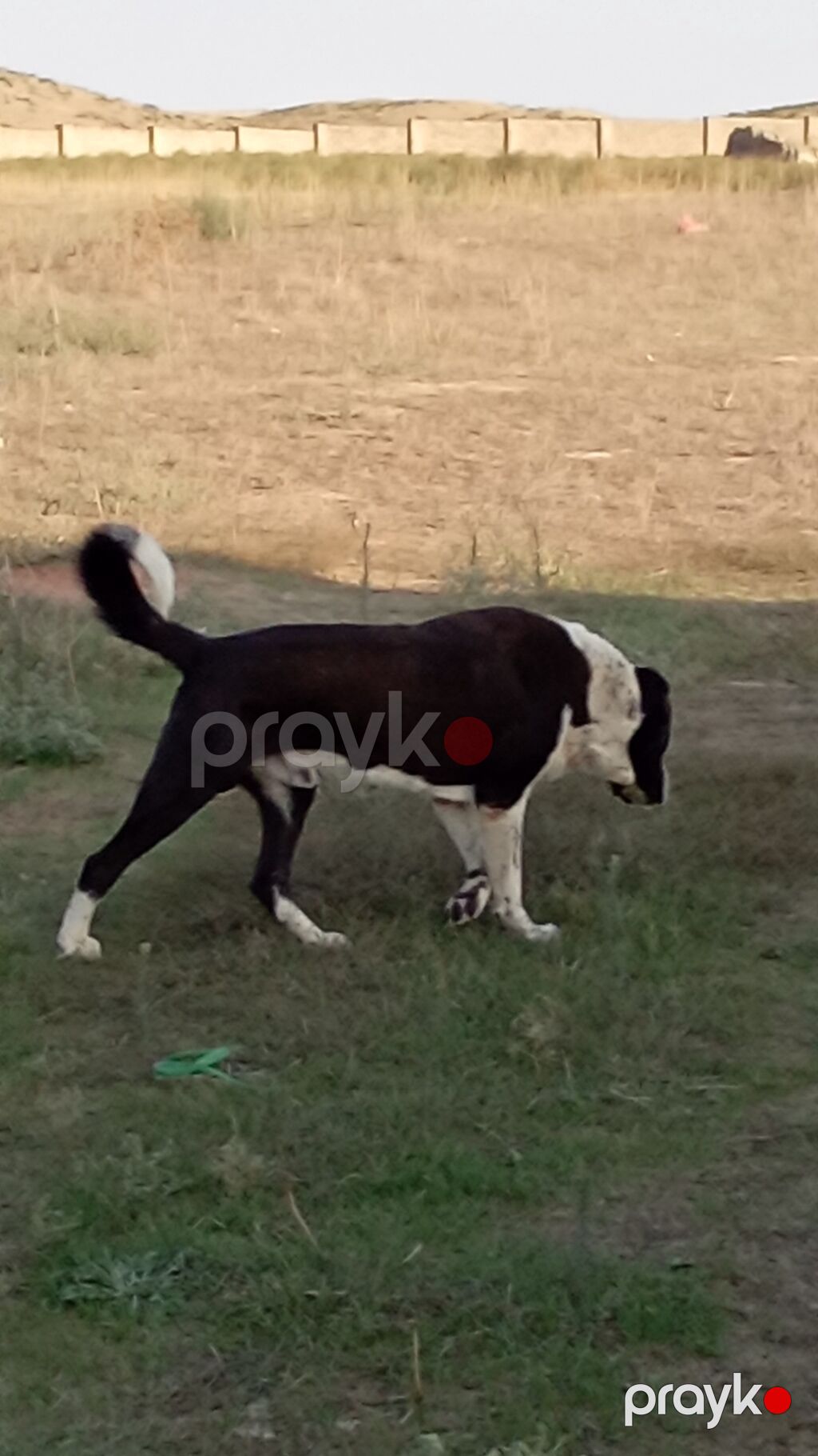 2 il, Erkək, Ödənişli çatdırılma — Köpəklər, Digah (3)