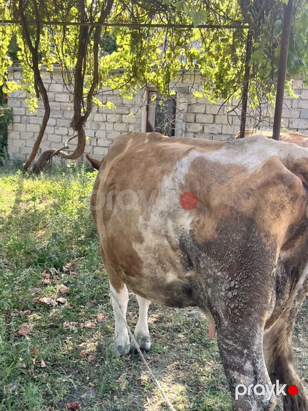 Real alıcıya endirim olacaq ana bala satılır ana biğazdı anada cins — Kənd təsərrüfatı heyvanları, Xaçmaz (2)