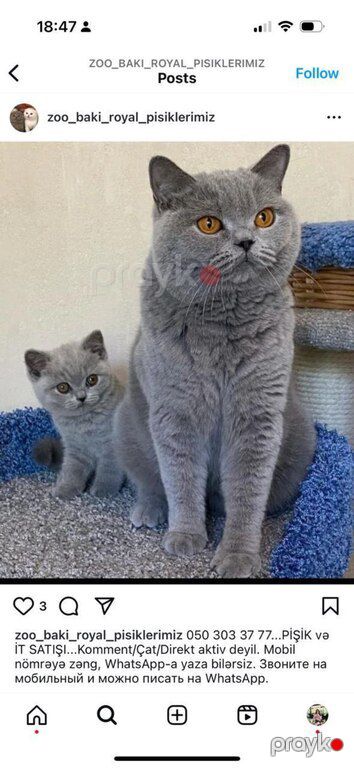 Британские котята — Bakı