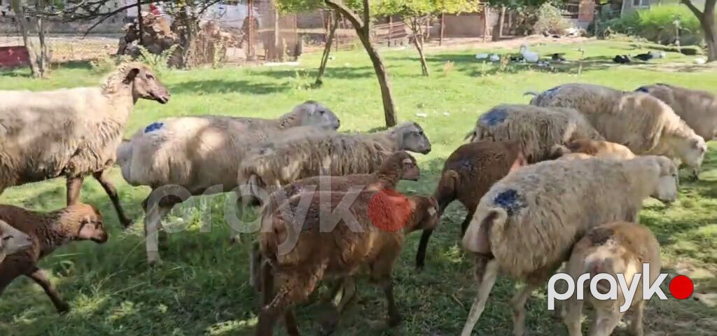 Dişi, il: 1, Damazlıq, Pulsuz çatdırılma — Kənd təsərrüfatı heyvanları, Yevlax (5)