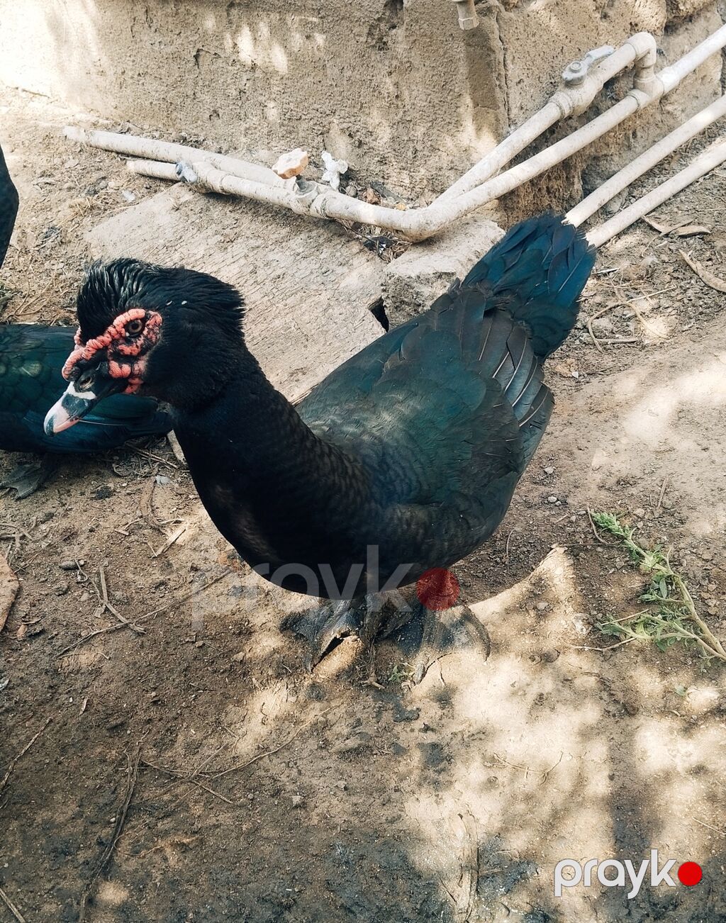 Amerkan sortu zumrudu erkeyler satilir.9 ayligdi — Digərləri, Digah (3)