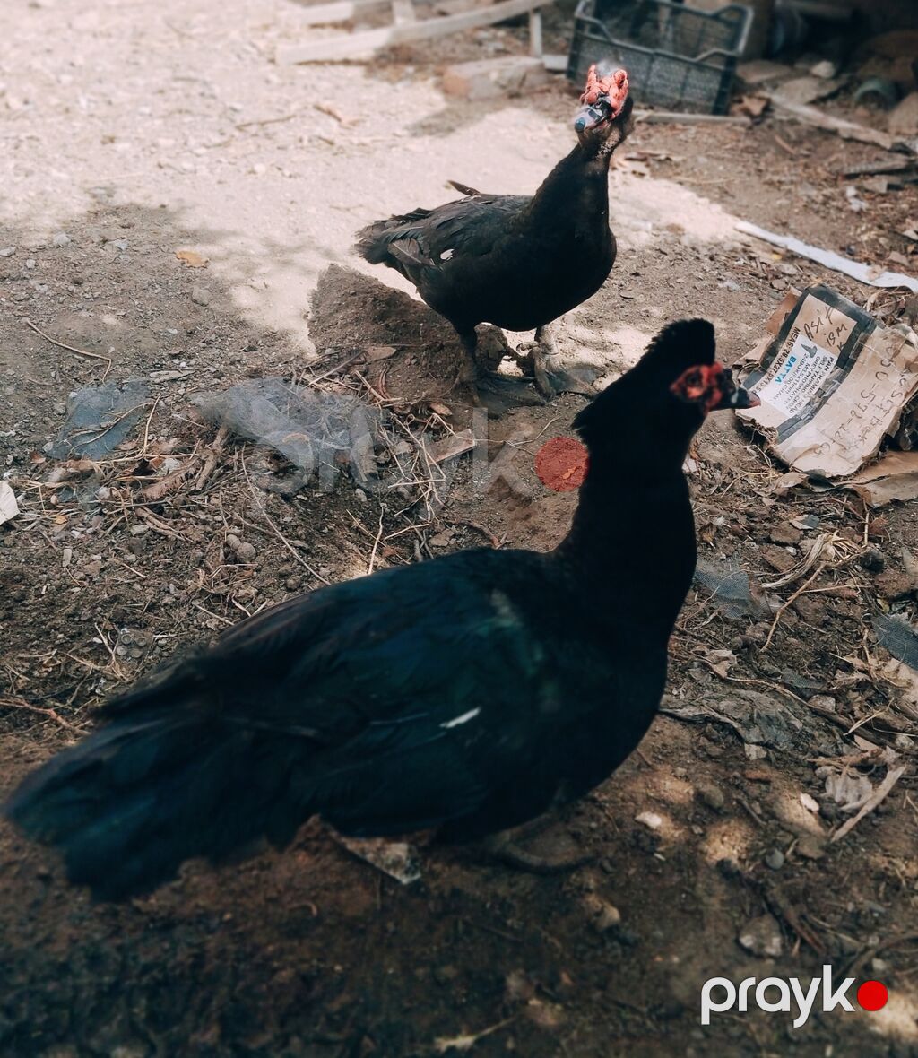 Amerkan sortu zumrudu erkeyler satilir.9 ayligdi — Digərləri, Digah (7)