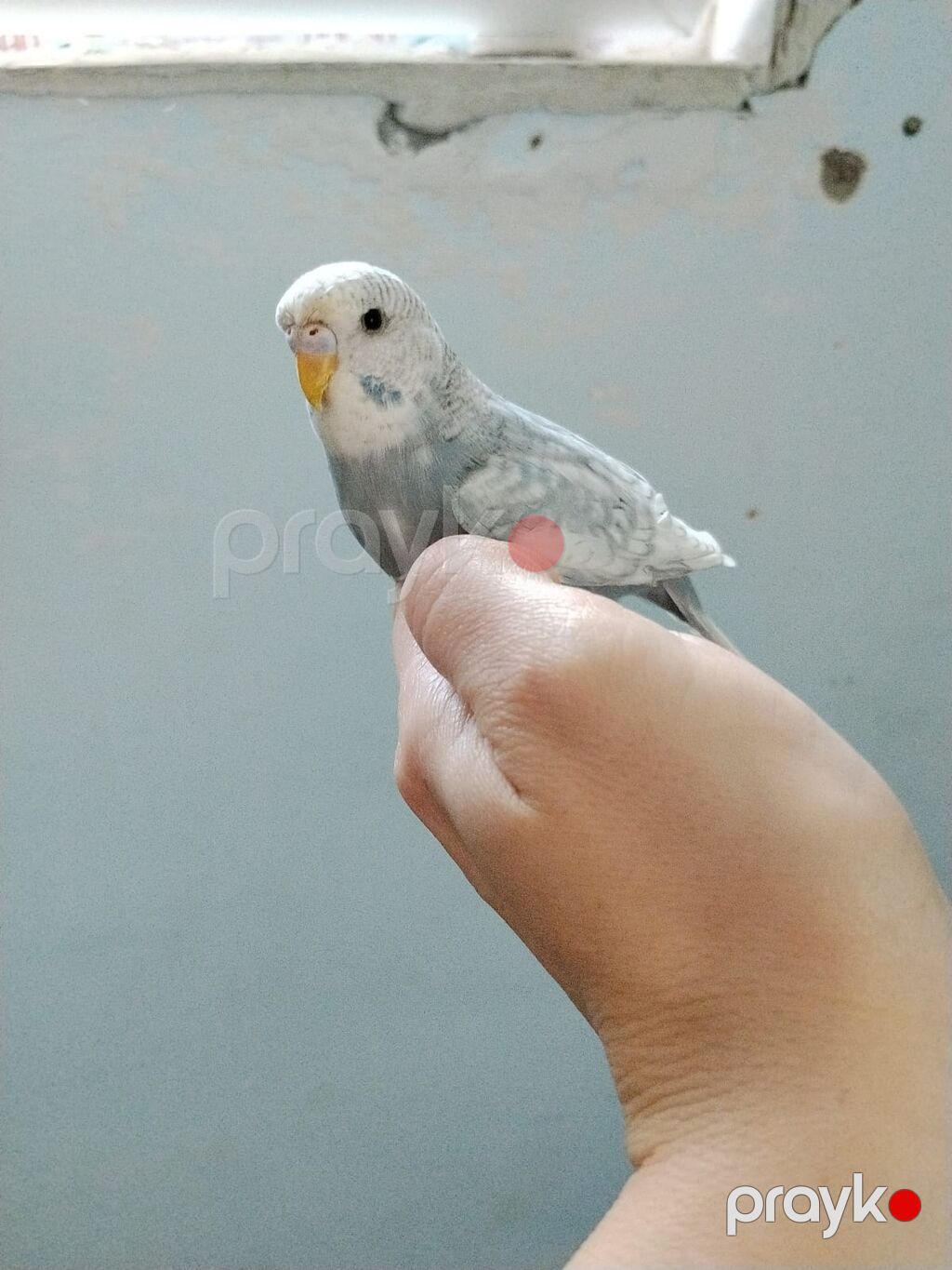Dalmatin və rəngarəng dalğalı (muhabbet) papağanlar - Növ: Dalğalı — Digərləri, Digah (7)