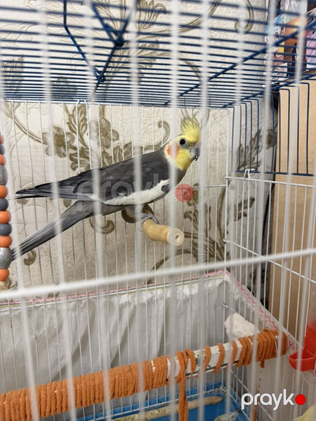 Məhsul: Nimfa (cockatiel) cütü və qəfəs dəsti Dişi ve Erkek, disi 6 — Qəfəslər, Bakı (4)