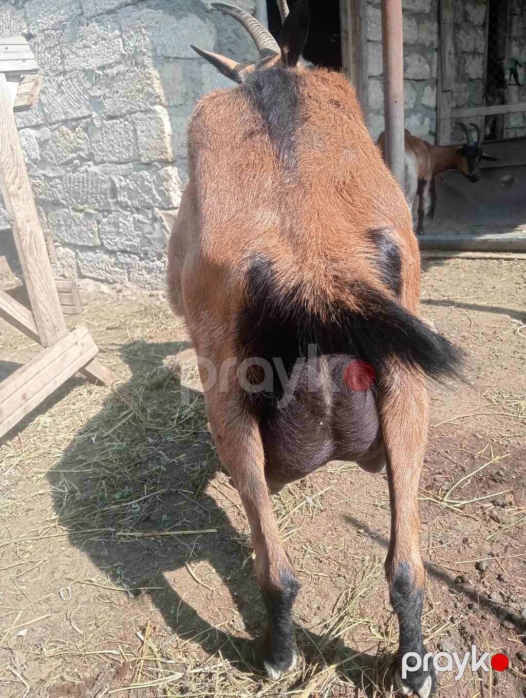 satılır çəpişdiyinə doğub. 2 litr süd verir. boğazdır ciddi — Kənd təsərrüfatı heyvanları, Digah (3)