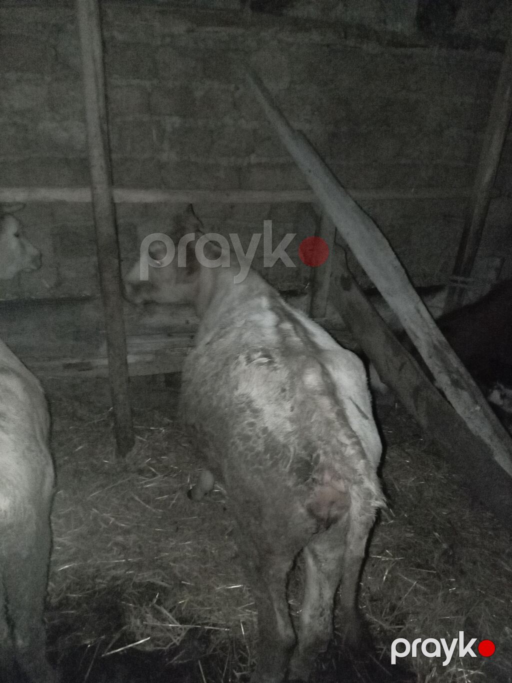 Satışda – inək və dana - Növ: Yerli südlük tipli inək və həmcins dana — Kənd təsərrüfatı heyvanları, Qusar (6)