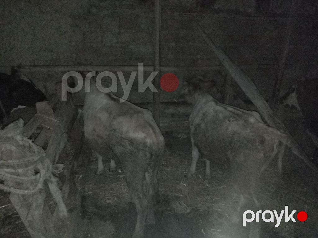 Satışda – inək və dana - Növ: Yerli südlük tipli inək və həmcins dana — Kənd təsərrüfatı heyvanları, Qusar (10)