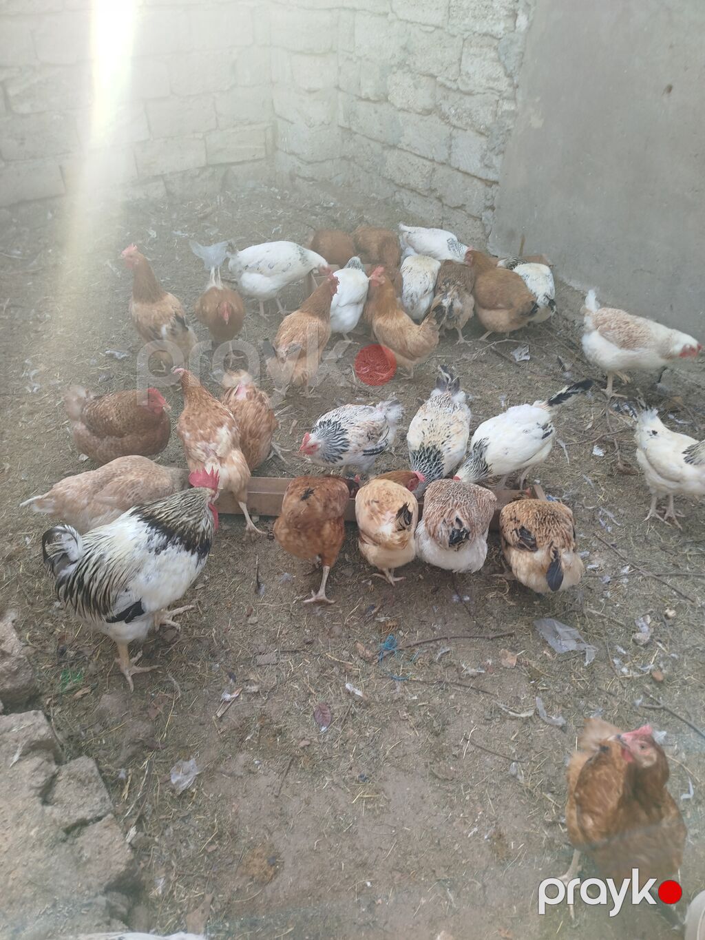 Toyuq, Yumurtalıq — Toyuq və xoruz, Digah (7)