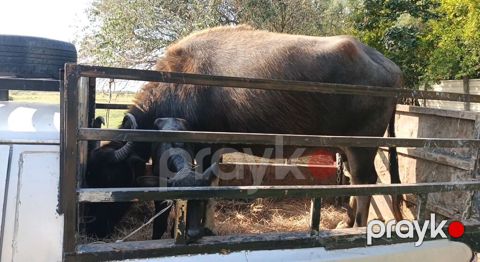 Su camışı – damazlıq və təsərrüfat üçün. Xüsusiyyətlər: - Növ: su — Ucar