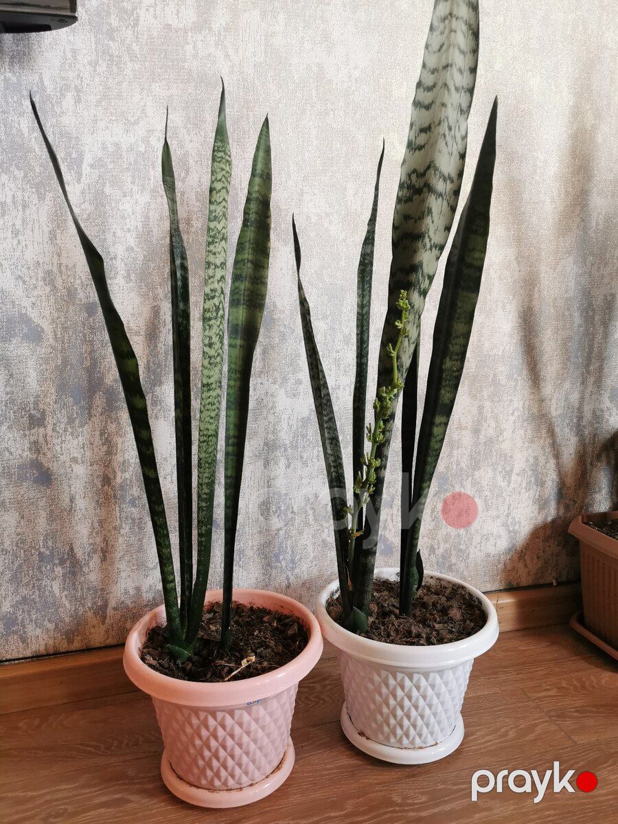 Sansevieria — Bitkilər, Bakı (2)