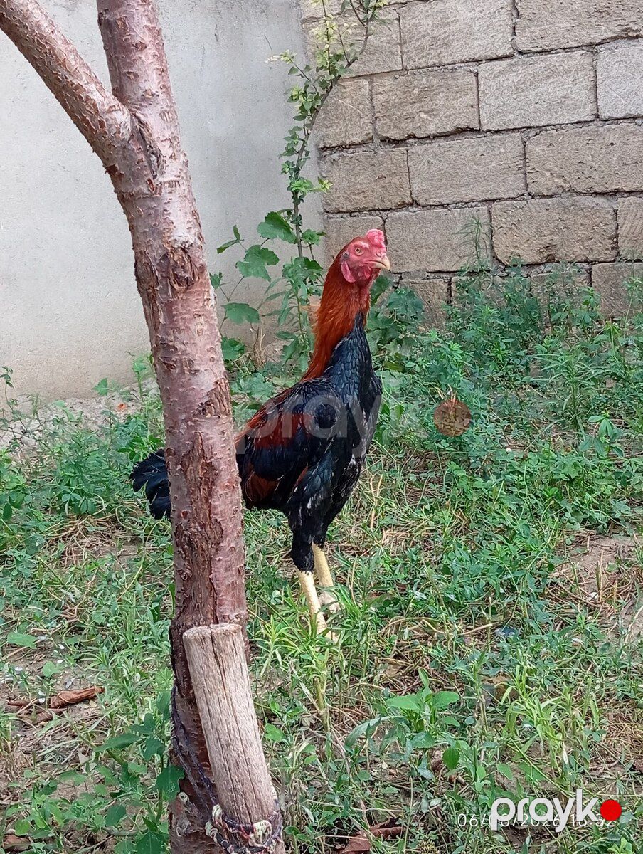 Heyratı çolpalar — Quşlar, Xırdalan (8)