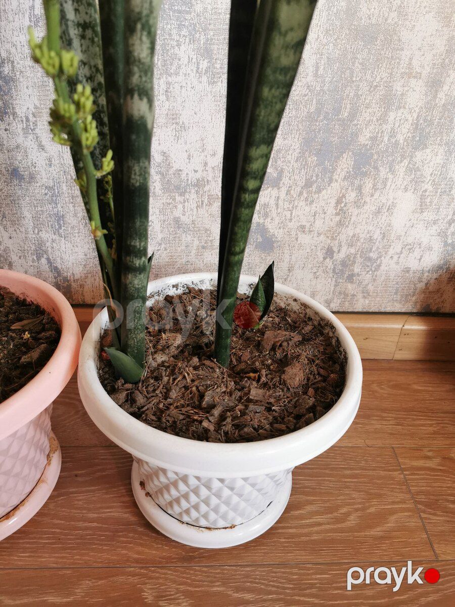 Sansevieria — Bitkilər, Bakı (4)